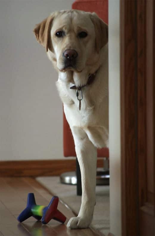 Dog brings you a toy Large yellow lab peaking around corner with toy at his feet.