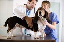 Basset hound being checked at the veterinarian