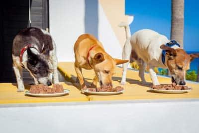 3-dogs-eating-wet-dog-food-off-plates