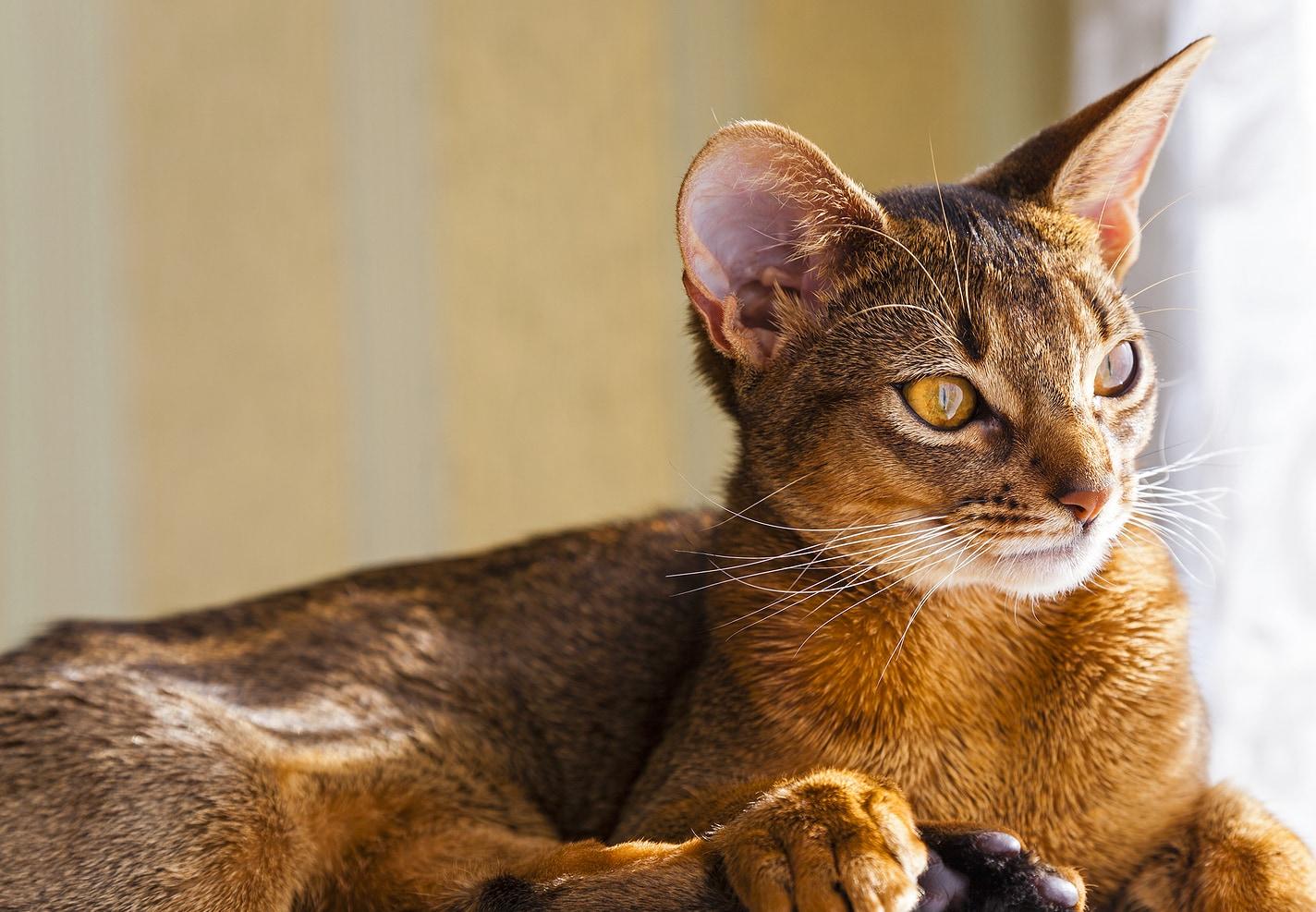 abyssinian-cat-staring-out-window Abyssinian cat staring out the window.
