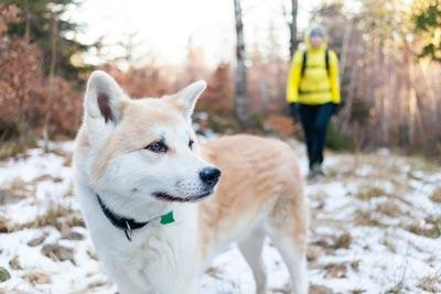 Woman in bright yellow jacket hiking in white winter forest with akita dog. Recreation and healthy lifestyle outdoors in nature. Akita dog portrait on sunset.