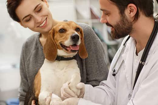 beagle-at-clinic-with-vet-and-pet-parent-SW A beagle at the vet with their pet parent