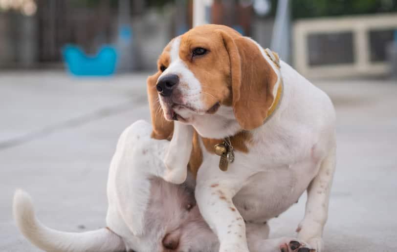 A beagle scratching his ear.