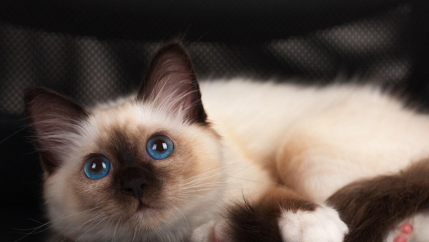 birman-kitten-looking-up-with-blue-eyes A seal point Birman cat 4 month old kitten male with blue eyes lying on office chair.