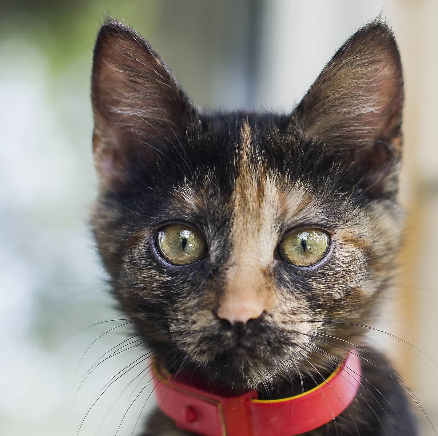 Close-up of black and orange kitten in red collar.