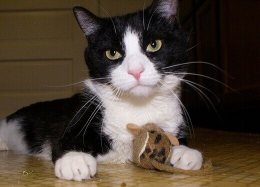 Black and white cat with a stuff mouse toy between its paws.