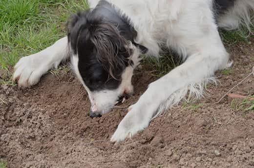 black-and-white-dog-eating-dirt-SW Black and white dog eats dirt.