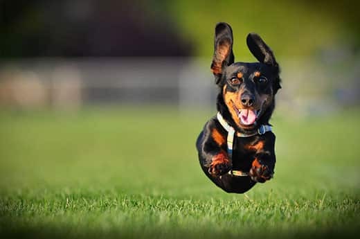 black-dashchund-running Long-haired black dashchund running in a park with all four paws in the air.