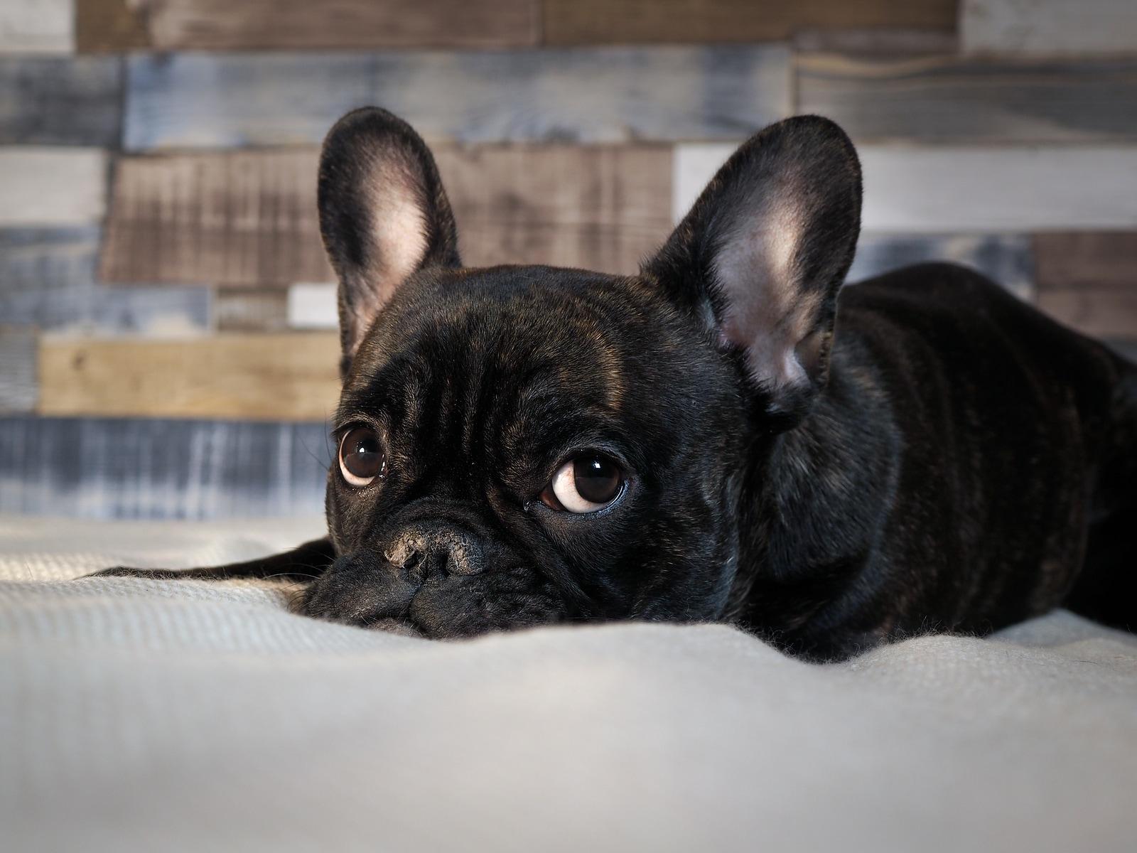Black French bulldog lying on a bed.