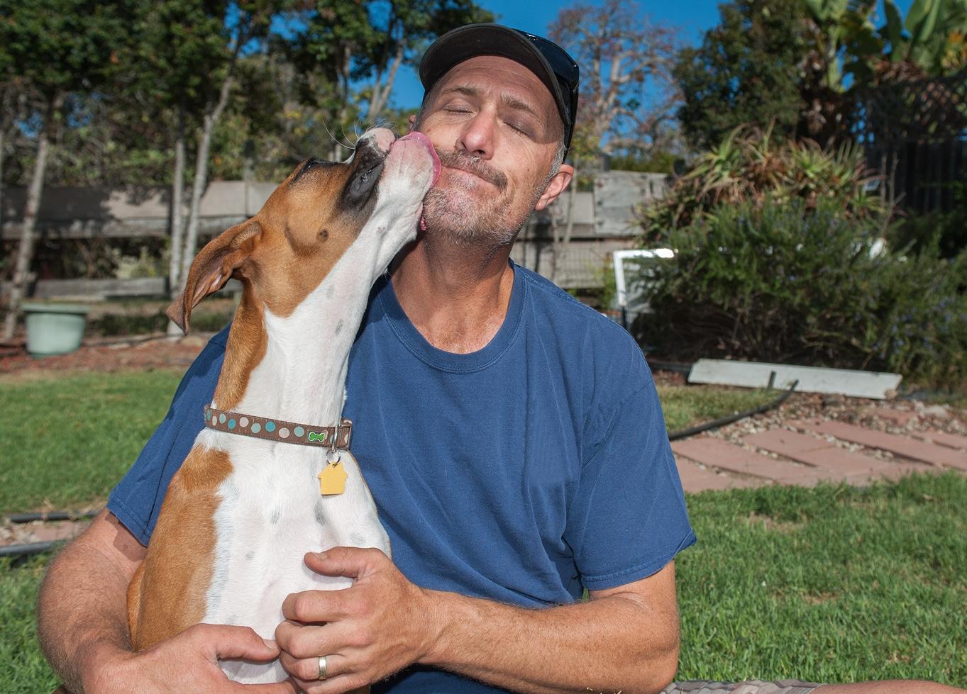boxer-puppy-giving-kisses Boxer puppy licking face of man