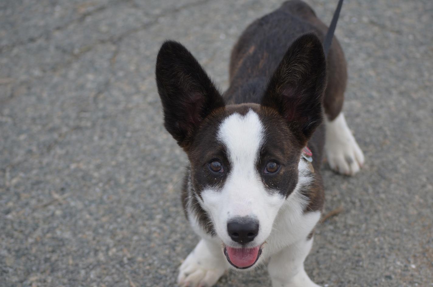 Cute brown and white puppy on a leash looking up.