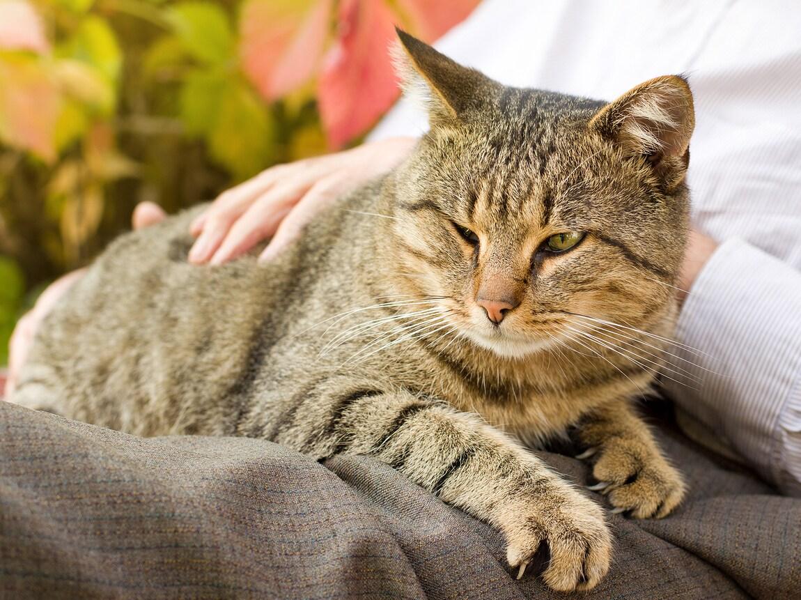 cat-being-pet-on-human-lap Tabby cat lays on human's lap while being pet.