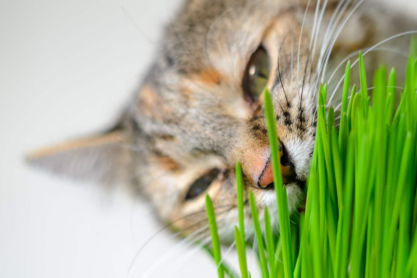 cat-chewing-on-grass-SW Cat nibbling on blades of grass in a potted plant indoors