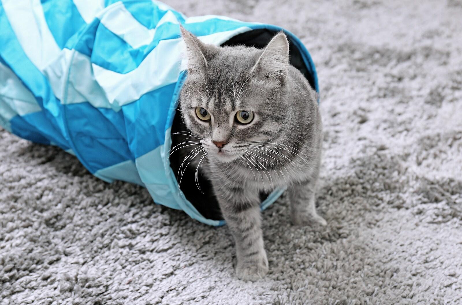 cat-in-blue-pet-tunnel Cat coming out of blue cat tunnel on gray carpet.