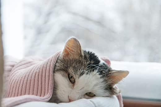 cat-lying-under-pink-blanket-in-winter-SW Cay lying beneath pink blanket next to a window with a wintery scene outside.