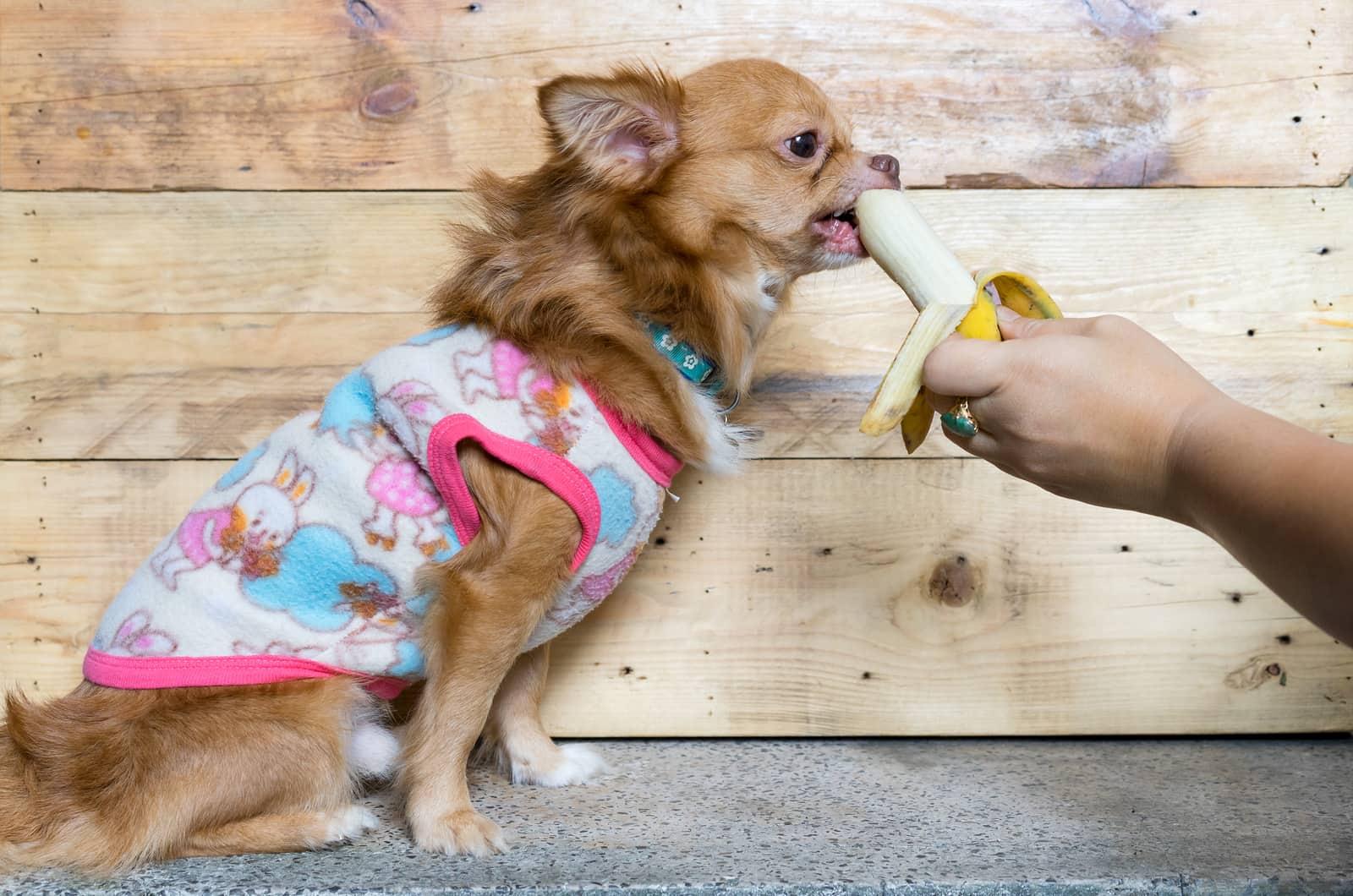 Brown long-haired Chihuahua in pink sweater eats banana out of human hand.