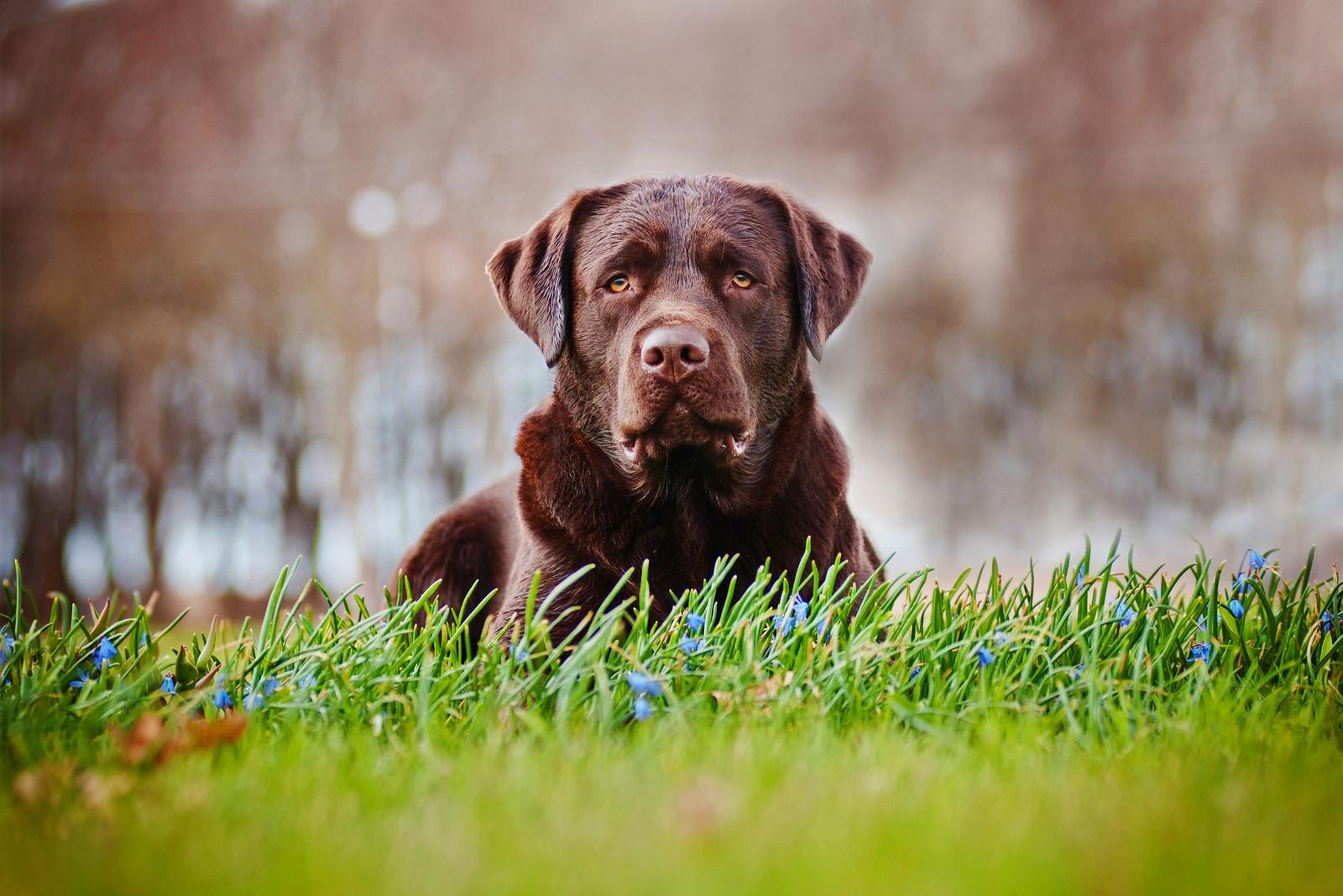 chocolate-lab-laying-in-field Older chocolate lab laying in a field.
