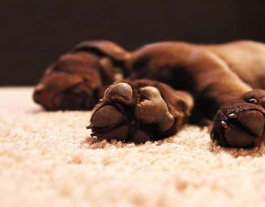 Focus on chocolate lab's underside of his feet.