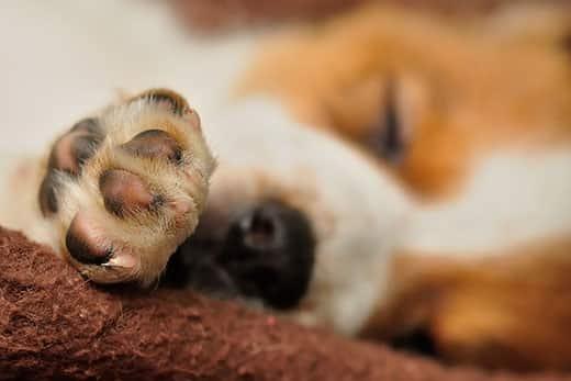 比格犬幼犬爪子的特寫