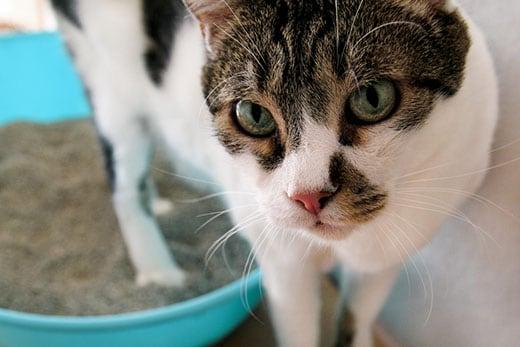 close-up-of-cat-exiting-litter-box-SW Cat using toilet, cat in litter box, for pooping or urinate, pooping in clean sand toilet. A cat looking at her own poop in the blue litter box. Cat at home.