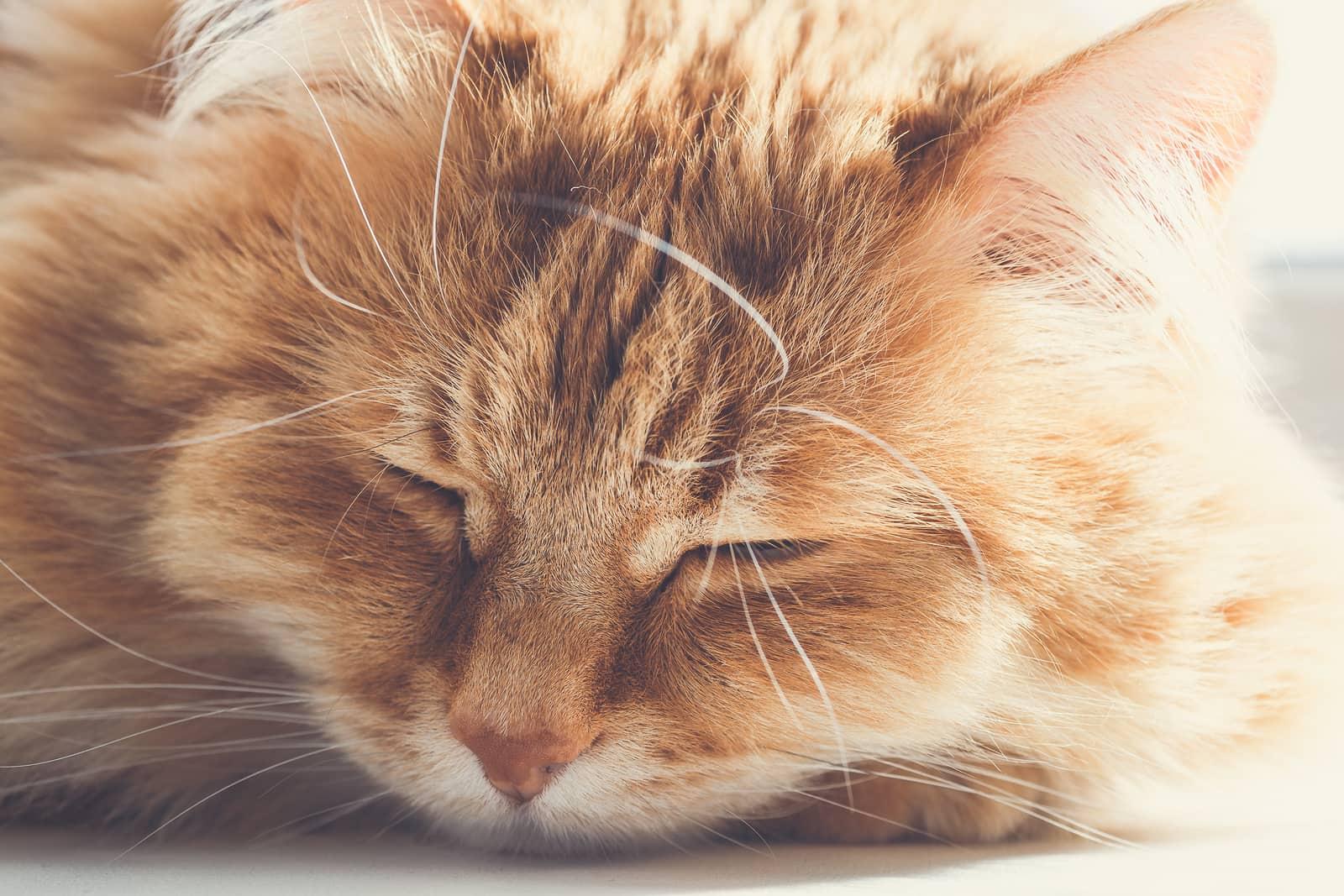 close-up-of-orange-fluffy-cat-sleeping-SW Large, fluffy orange cat asleep on floor