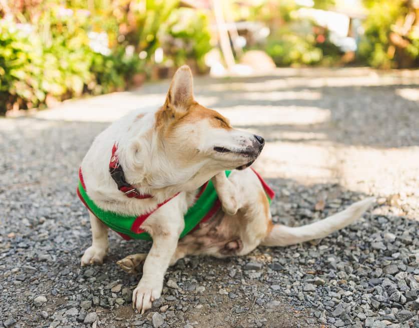 corgi-scratches-ear-in-green-sweater-SW Corgi in green sweater scratches ear.