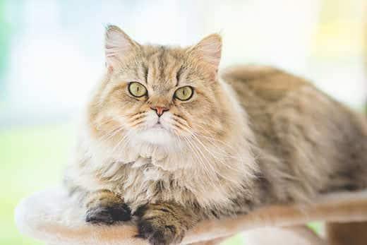 Cute persian cat lying on cat tower and looking at camera Cute persian cat lying on cat tower and looking at camera
