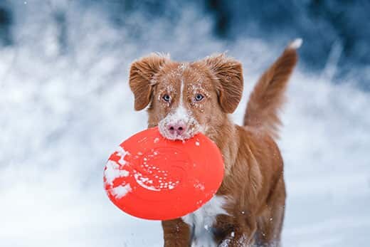 Dog Nova Scotia Duck Tolling Retriever walking in winter park holding a Frisbee in his mouth.