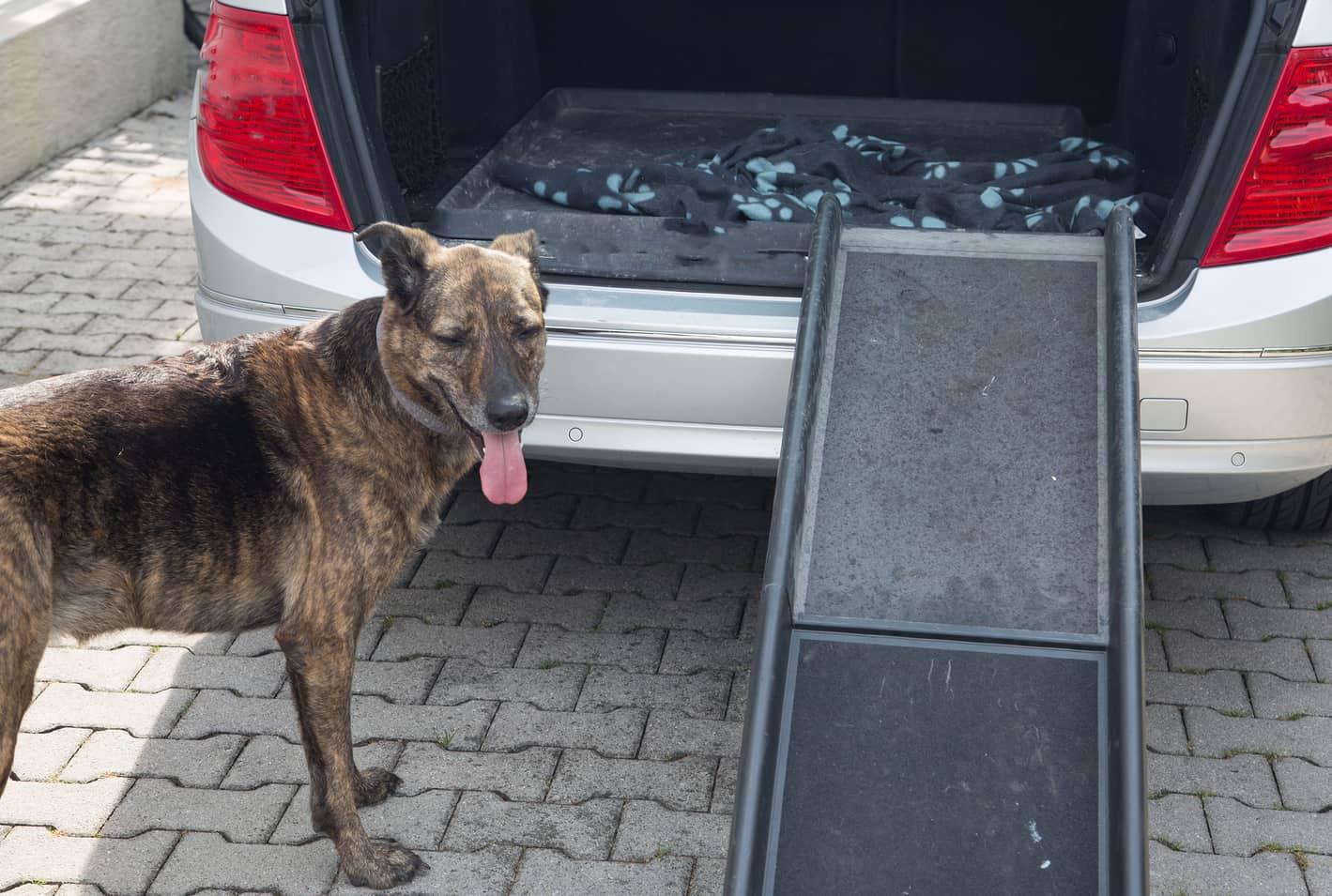 Brown senior dog about to walk up a ramp into the back hatch of a car