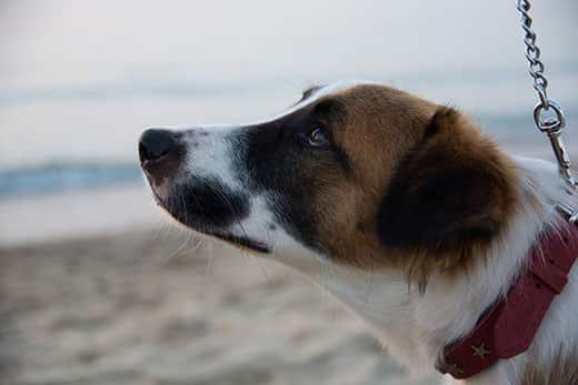 Hound mutt on beach with red collar looking up