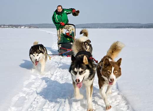 Team of dog sled huskies pulls man and sled across wintery landscape.