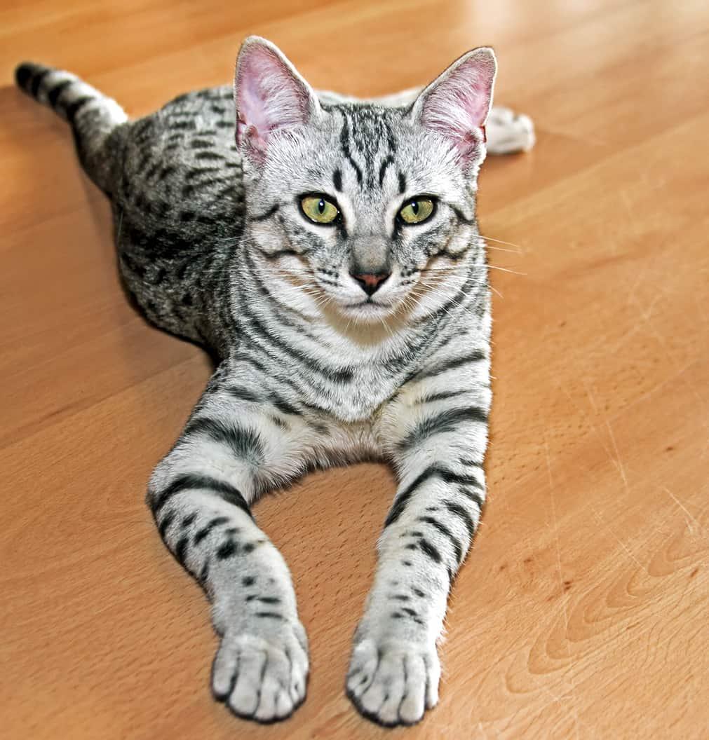 Young egyptian mau Young egyptian mau