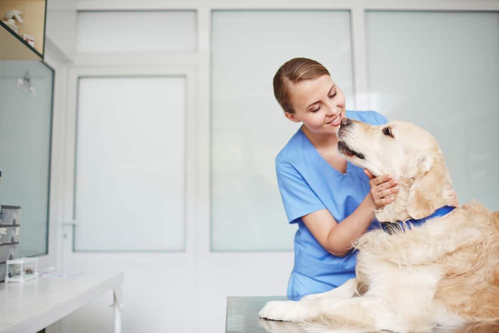 female-vet-inspecting-golden-retriever-SW Young female veterinarian in blue uniform inspecting golden retriever in blue colla on table during check-up.
