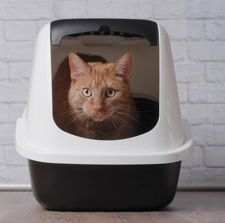 White cat in blue collar yawning.