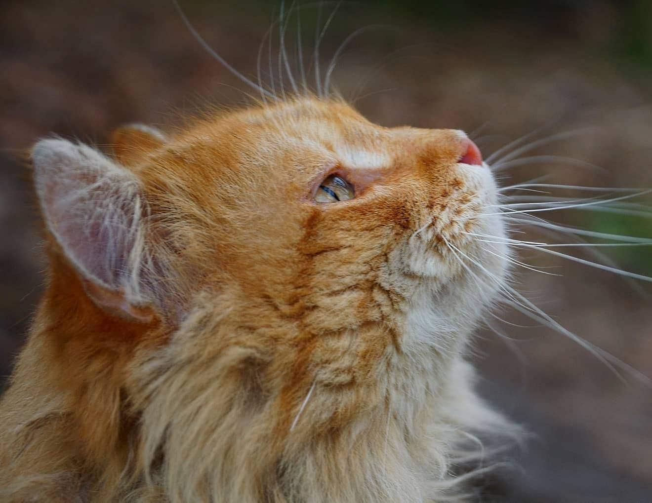 ginger-cat-looking-up-SW Head of a ginger cat looking up