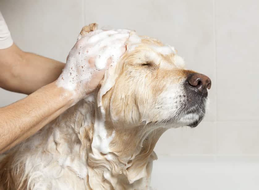 Golden retriever getting a bath.