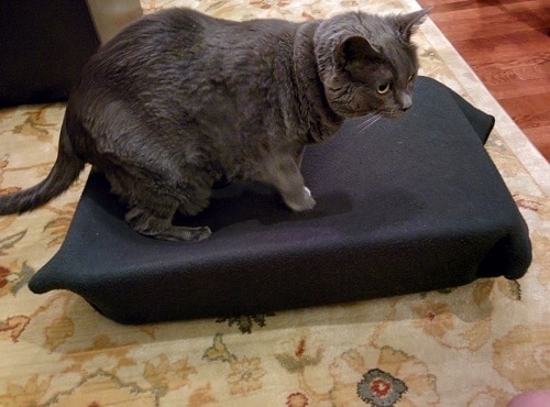 gray-cat-in-diy-hammock-bed Gray cat walking on cat hammock made with black blanket.