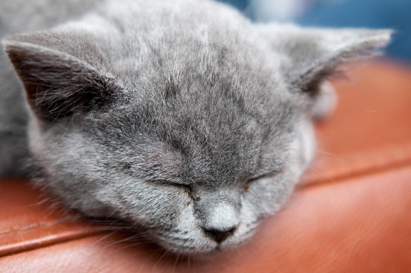 gray-cat-sleeping-on-couch-arm Gray cat sleeping on the edge of a brown leather sofa.