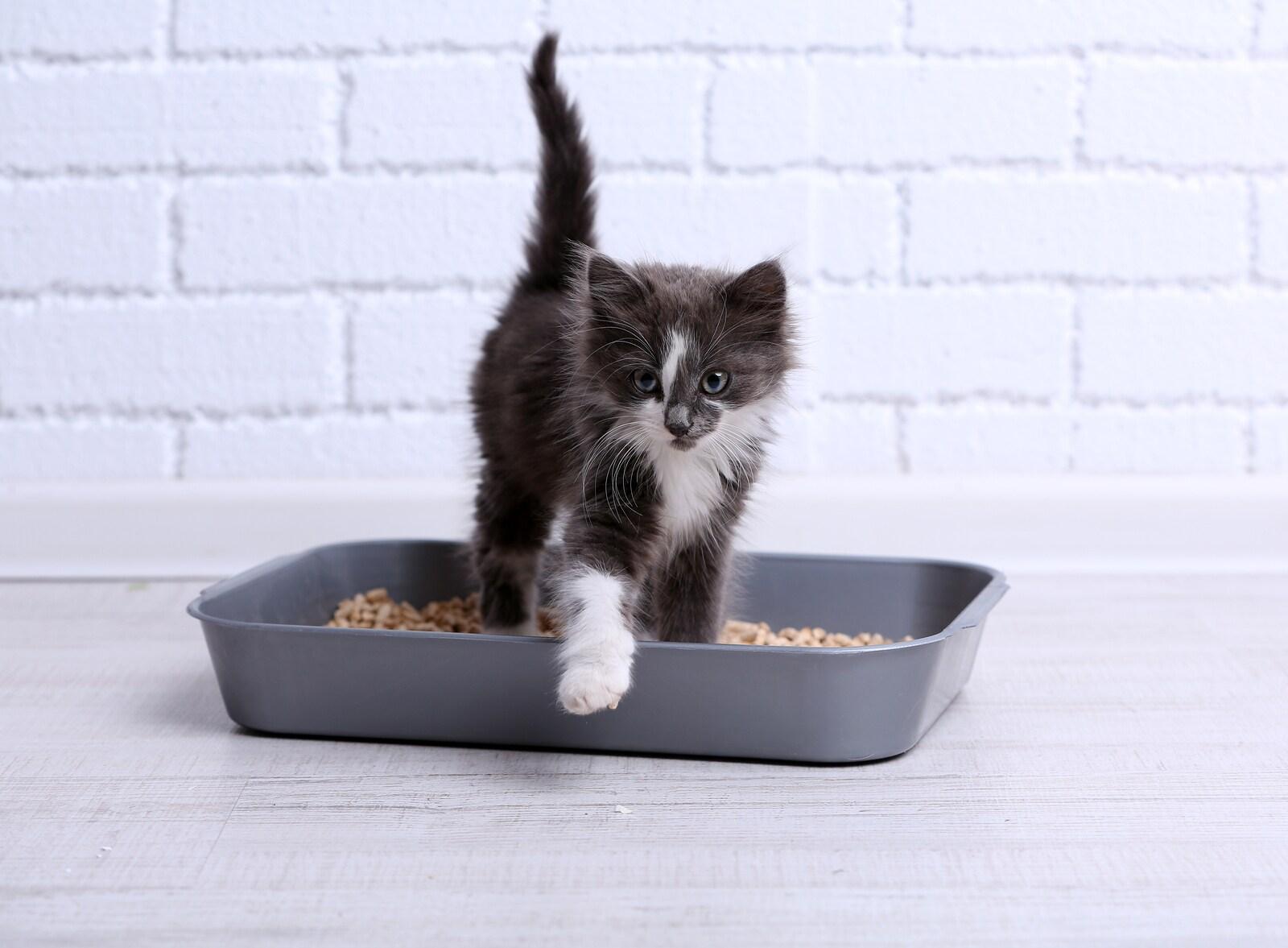 gray-kitten-in-litter-box Small gray and white kitten in plastic litter box on floor