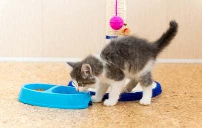 The Kitten Is Eating Dry Food From A Plate The kitten is eating dry food from a plate