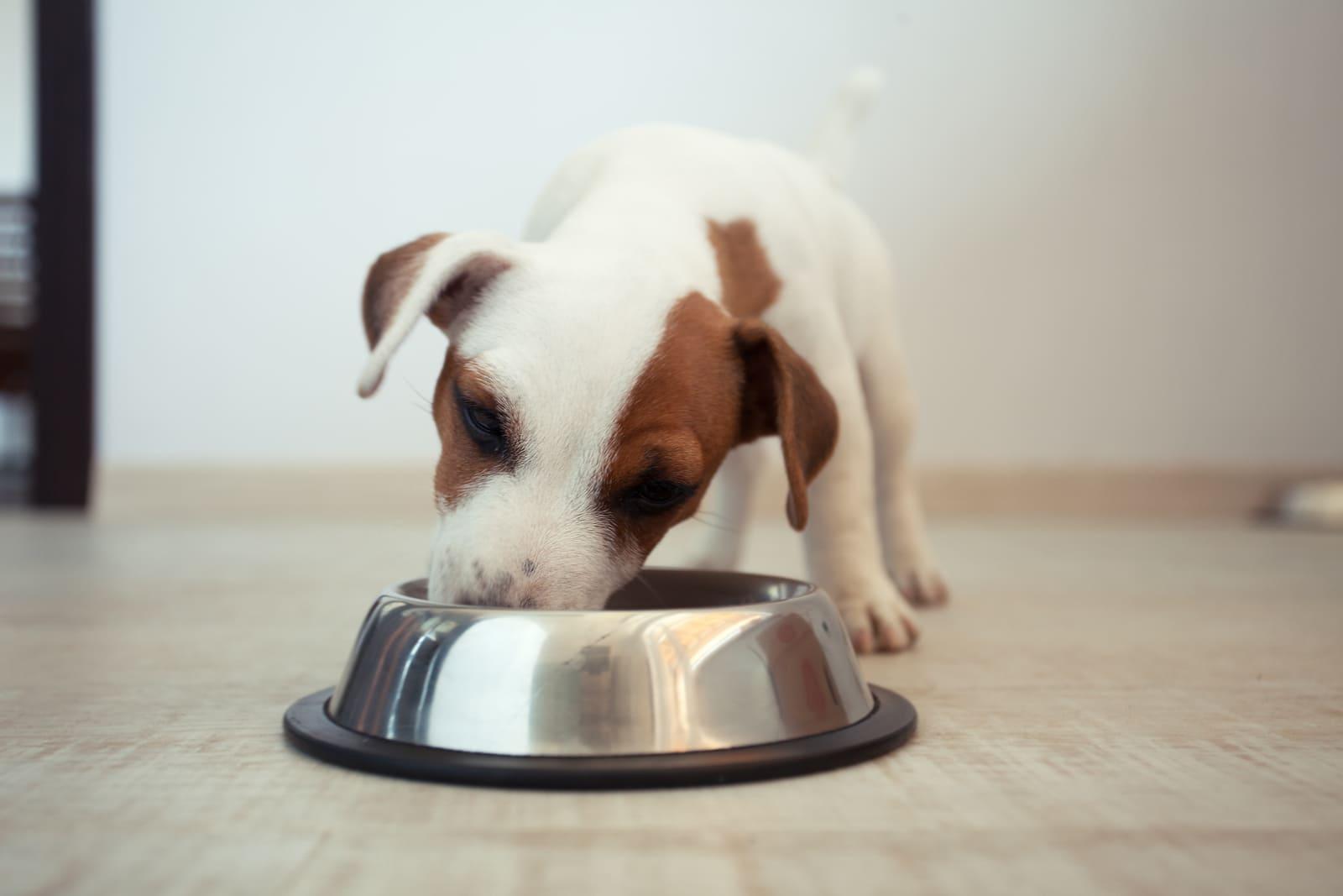 Jack Russell Terrier Puppy eating food out of a silver dog bowl.