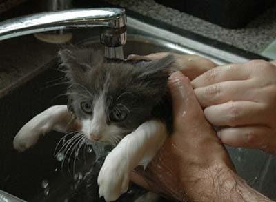 Cat getting a bath in the kitchen sink Gray and white kitten being washed in a kitten sink.