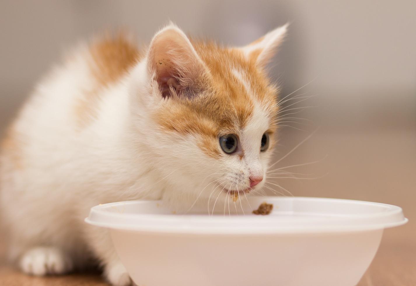 kitten-eats-food-from-bowl Kitten eats food from a plate.