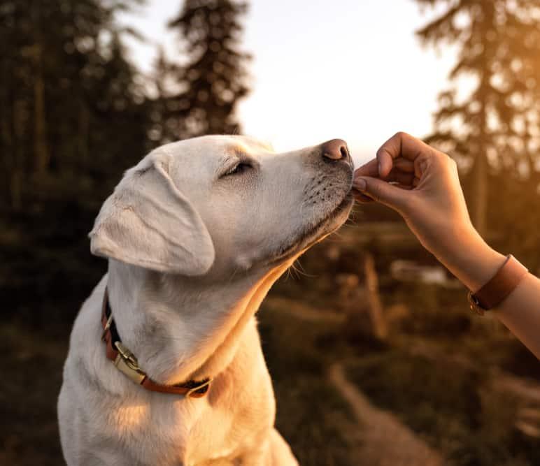 lab-puppy-getting-treat-from-human-SW Labrador retriever puppy receives treat from human hand at sunset.