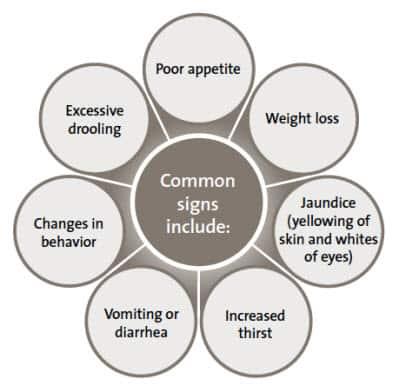 liver-disease-common-signs