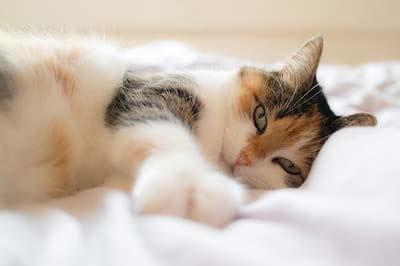 Long-haired calico cat lying on a white bed spread stretching.