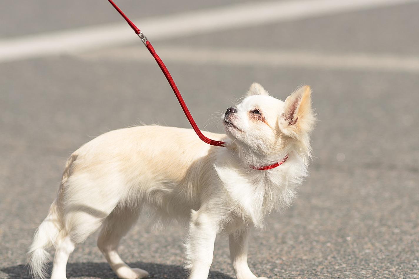 long-haired-chihuahua-on-leash Long-haried Chihuahua dog frowns in the bright sun while on a leash.