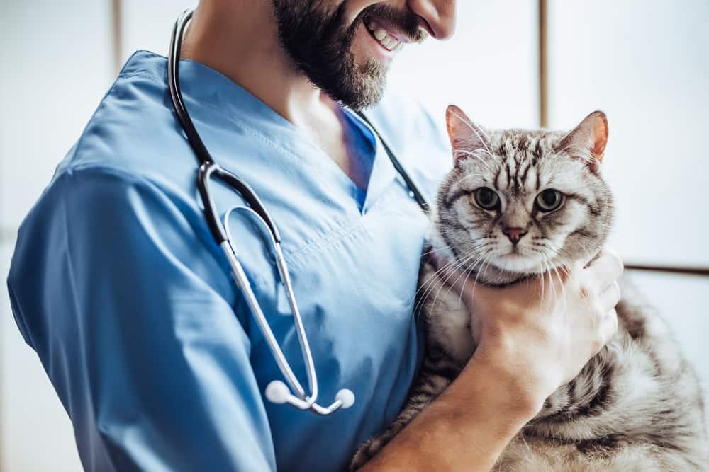 male-vet-with-beard-holds-gray-cat-SW Male veterinarian in blue scrubs with a beard holds a gray cat.