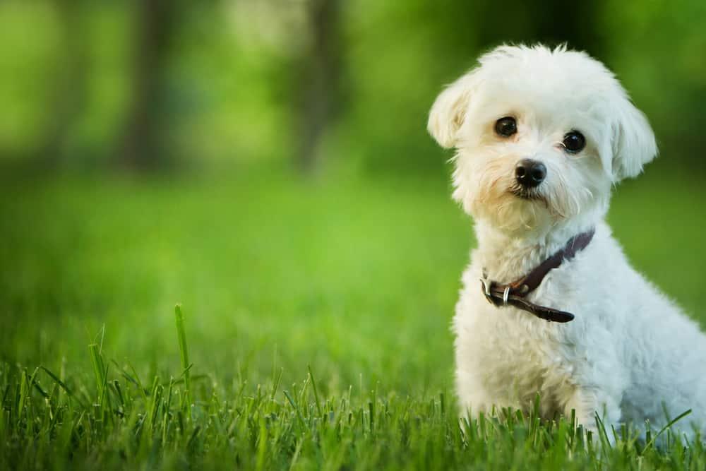 maltese-puppy-sitting-in-grass-SW cute maltese dog sitting in grass