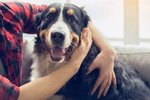 man-rubbing-bernese-mountain-dogs-ears-SW Young man in plaid shirt rubbing the ear of a smiling Bernese mountain dog.